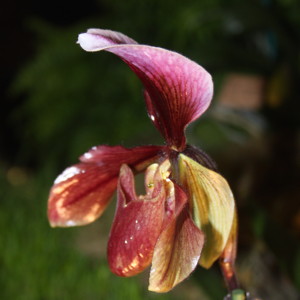 Paphiopedilum仙履蘭-Red Lady Slipper